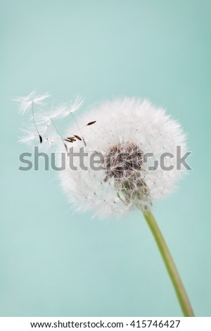 Beautiful dandelion flowers with flying feathers on turquoise background, vintage card, macro. Royalty-Free Stock Photo #415746427