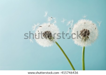 Beautiful dandelion flowers with flying feathers on turquoise background, vintage card, macro Royalty-Free Stock Photo #415746436
