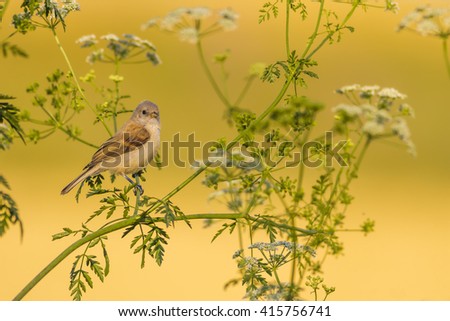 Cute little bird. Green branches and yellow nature background. Bird: Penduline Tit. Remiz pendulinus.