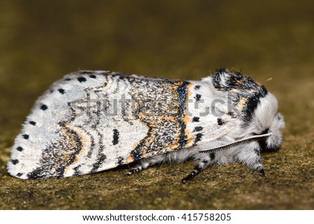 Sallow kitten moth (Furcula furcula) in profile. British nocturnal insect in the family Notodontidae, at rest