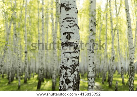 birch grove in the spring landscape background
