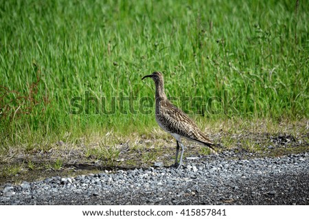 beautiful and majestic eurasian curlew bird in the arctic summer
