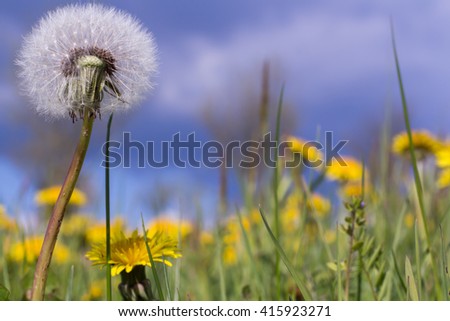 meadow dandelion blooming