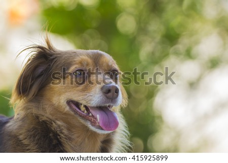 Brown dog portrait