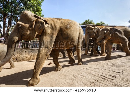 Elephants in Motion. Pinnawala Elephant Orphanage. Sri Lanka. 