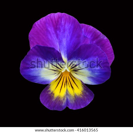 Blue pansy flower isolated on black background 