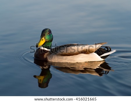 Birds and animals in wildlife concept. Amazing mallard duck swims in lake or river with blue water under sunlight landscape. Closeup perspective of funny duck. Royalty-Free Stock Photo #416021665
