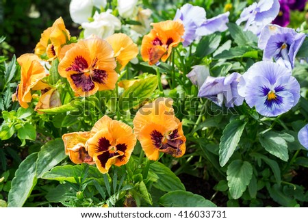 Beautiful Pansies or Violas growing on the flowerbed in garden. Garden decoration