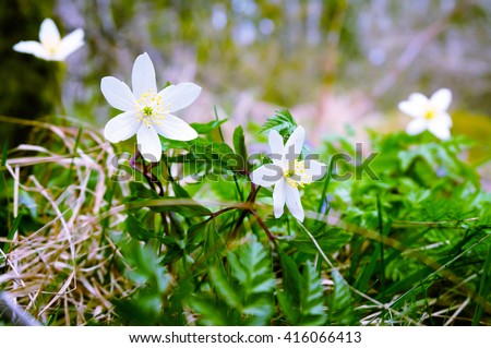 Close up white anemone (windflower, thimbleweed,smell fox) in forest and soft focus in background. Wild flowers. Early spring flower in Finland                    Royalty-Free Stock Photo #416066413