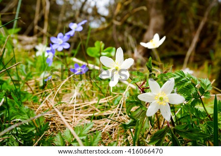 White anemone (windflower, thimbleweed,smell fox) and purple anemone hepatica (Hepatica, liverwort,kidneywort, pennywort) in forest. Wild flowers. Early spring flower in Finland                    Royalty-Free Stock Photo #416066470