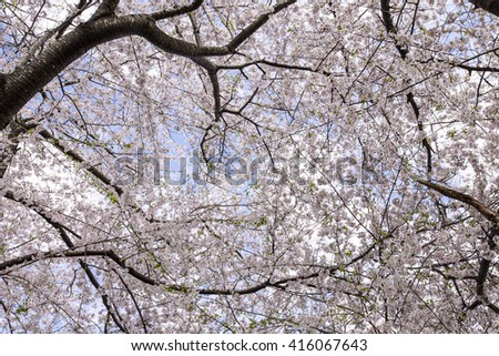Blooming tree canopy. Pink flowers background. Abstract view of Cherry Tree canopies in full blossom