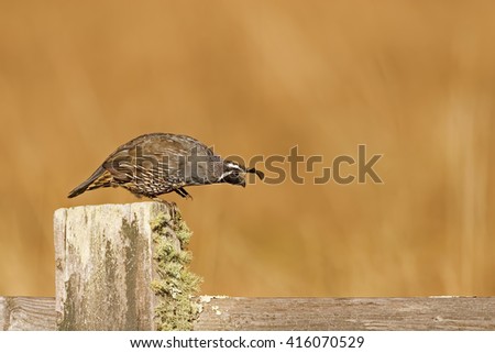 A Male California quail, Callipepla californica, stepping off fence post