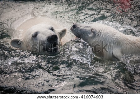 Picture of two polar bears playfully fighting in water