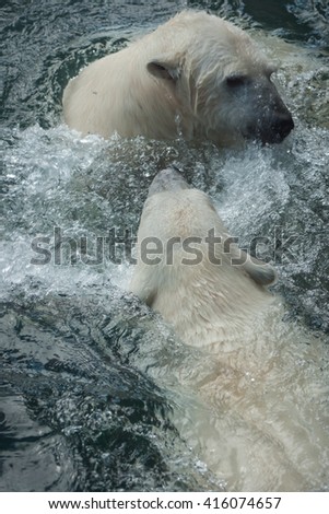 Picture of two polar bears playfully fighting in water