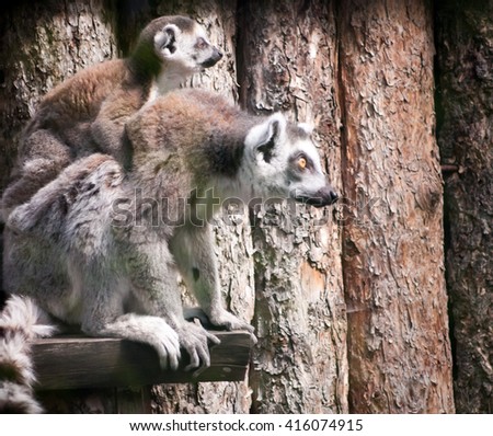 Picture of a mother lemur with her baby