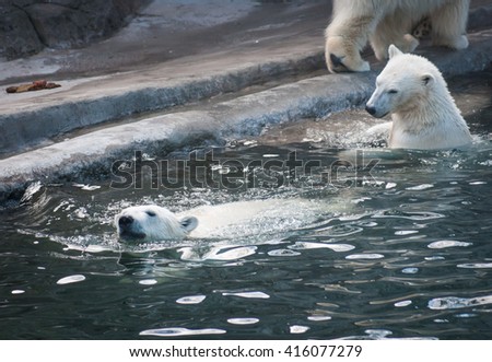 Picture of two polar bears swimming in water