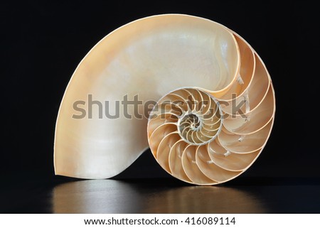 Nautilus shell section on black, clipping path included