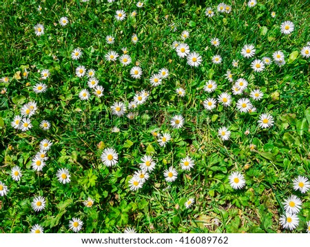 Little white flower on the grass - soft focus Royalty-Free Stock Photo #416089762