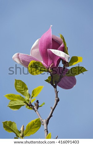 pink magnolia flower. spring floral background