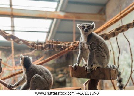 The ring tailed lemur (lemur catta) eating and sitting by a tree.