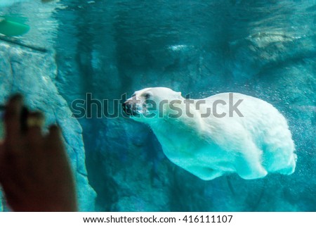 Polar Bear (Also known as Thalarctos Maritimus or Ursus Maritimus) swimming under water. Royalty-Free Stock Photo #416111107
