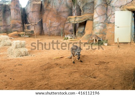 Australian kangaroos standing on the ground at the Aquarium of Sao Paulo
