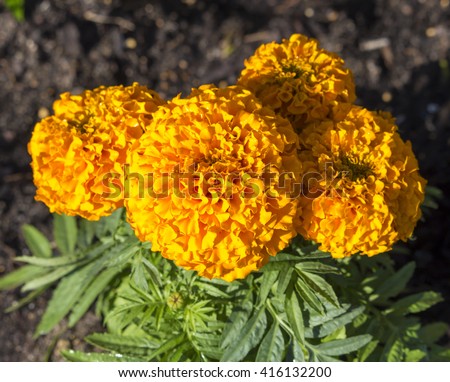 Common double  orange  marigold, genus Tagetes, or  species Calendula officinalis brighten up the autumn garden with   daisy-like flowers with ray and disc florets   in yellow, orange,  brownish red.