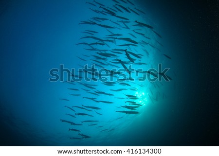 Barracudas fish silhouette and sun
