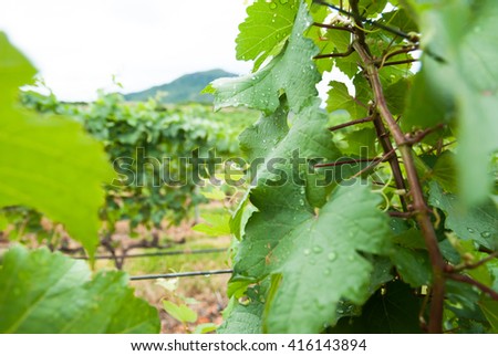 selective focus grape leaf in vineyard