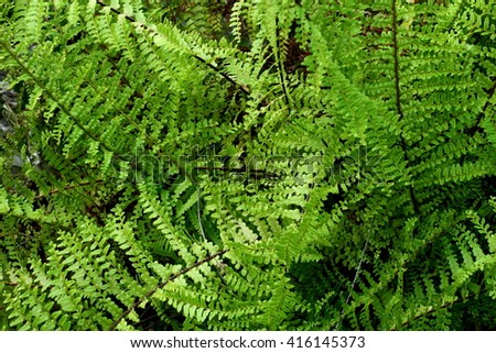 Fern Green Long Leaf in Bush as abstract background
