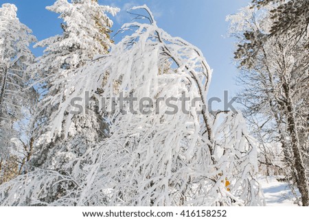 Birch branches covered with white snow and ice.