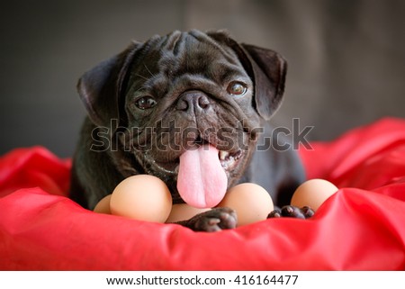 Funny picture , Pug dog give birth eggs on red pad. (Pug dog laying with eggs on red pad.)

