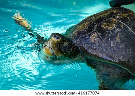photo of beauty Maldives islands, sea turtle
