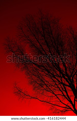 Dead tree with shiny light Twilight