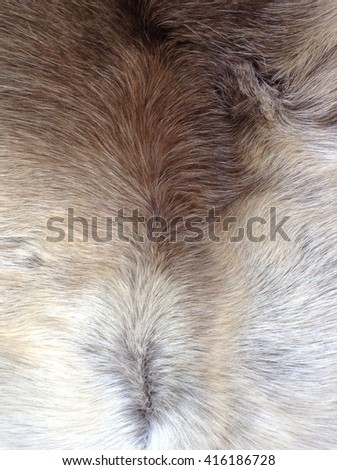 Combined white and brown animal fur. Natural Animal Mountain Wildlife. 
