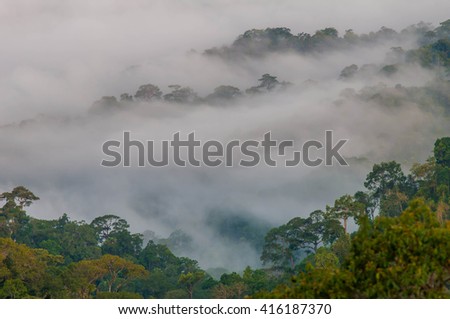 Mist in the forest in thailand