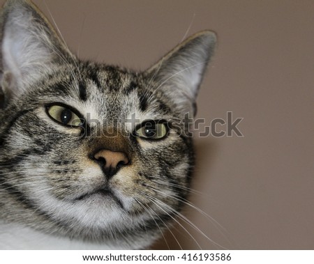face of short-haired white gray striped cat with half-closed green eyes