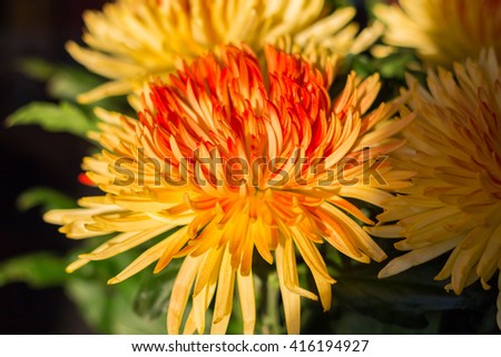 A group of orange and red chrysanthemums