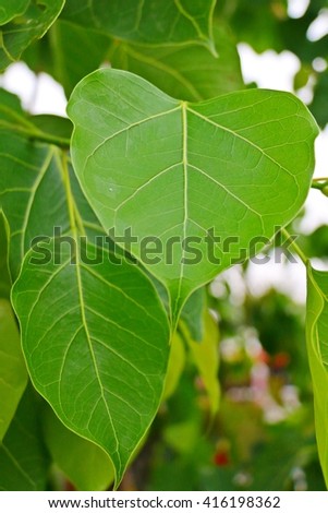 The leaves of the Bodhi tree