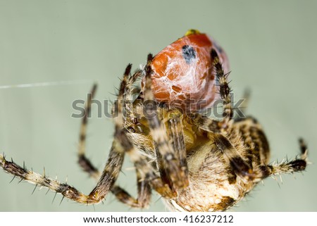 Extreme closeup of a garden cross spider (Araneus diadematus) feeding on a trapped ladybird beetle, wrapped in spider silk