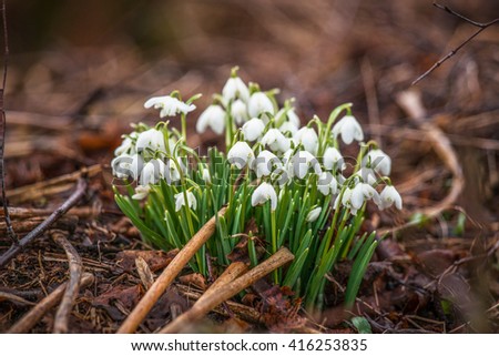 Springtime with snowdrop flowers in the forest