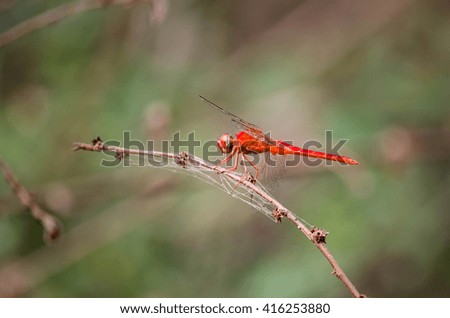 Red Dragonfly outdoor on branch Macro