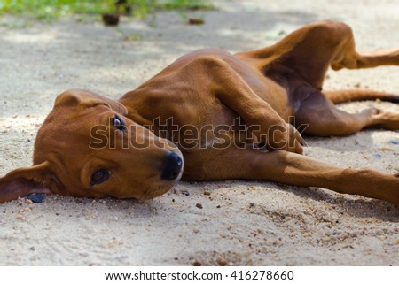 brown puppy lying on the floor Royalty-Free Stock Photo #416278660