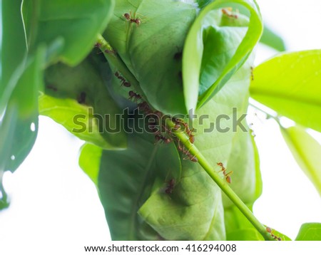 Red ants is building their home with some leaves