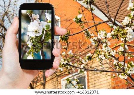 gardening concept - farmer photographs white blossoms of black cherry tree on country house backyard in spring day on smartphone