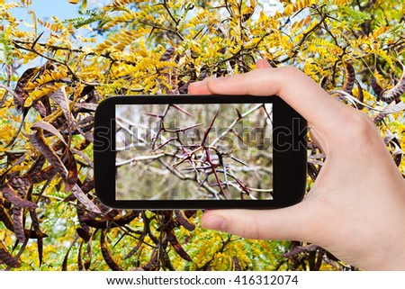 season concept - tourist photographs spikes on twigs of acacia tree on smartphone