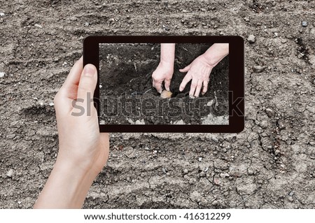 gardening concept - farmer photographs the planting of potatoes in vegetable garden in spring season on tablet pc