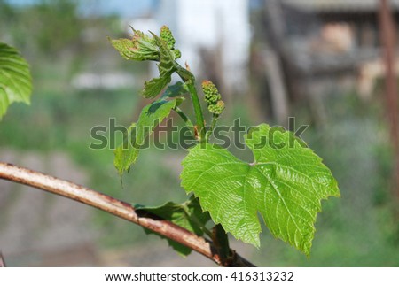 young new shoot of grapes on bush in the garden