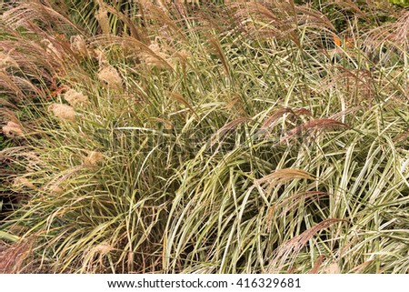 Closeup of ornamental grass, Miscanthus sinensis, Chinese Silver grass growing in the garden in Australia
