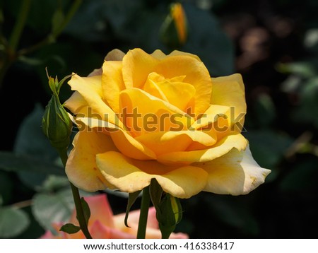 Summer flowers series, macro of beautiful yellow rose.